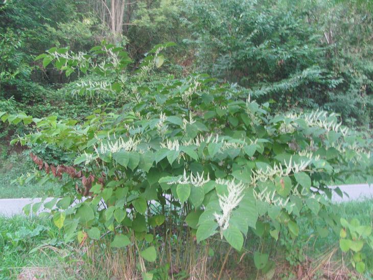 Reynoutria japonica (=Fallopia japonica) / Poligono del Giappone